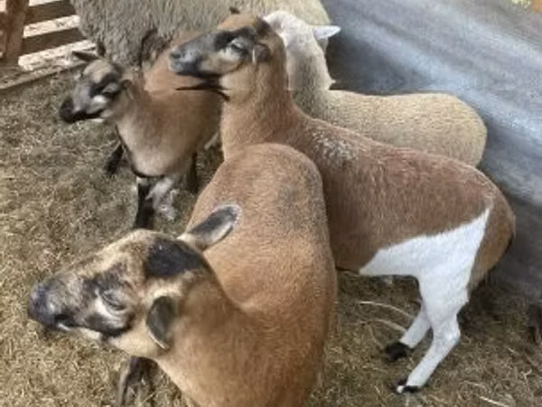 نعجة, Cameroon sheep