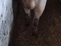 Eber, Schweine — Foto 2