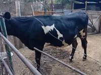 Vaca, Raza Holstein — foto 2