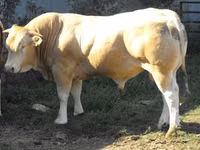 Toro, Blonde d’Aquitane cattle — foto 1