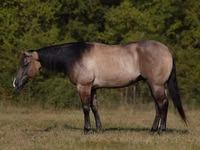 Hengst, Quarter Horse — Foto 1