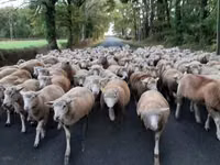 Sheep, Ile-de-France sheep — photo 5