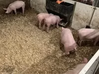Pigs (batch, sex not specified) — photo 7