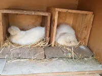 Seidenhuhn — Foto 2