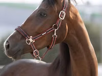 Stute, Manipuri pony — Foto 1