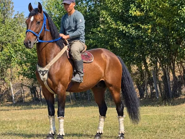 घोड़ा, Kyrgyz Horse