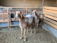 Oveja, Arashan sheep — foto 3