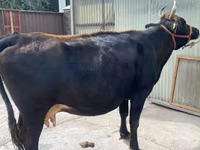 Cow, Holstein breed — photo 5