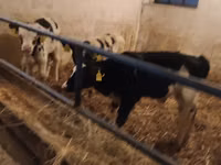 Toro, Russian Black pied cattle — foto 6