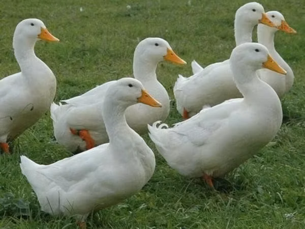 American Pekin