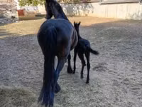 Stute, Friesian — Foto 5