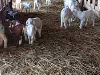 Sheep, Awassi sheep — photo 4