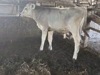 सांड, Swiss cattle — फ़ोटो 1