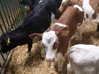 Ng'ombe (kikundi, jinsia haijatajwa), Simmental cattle — picha 5