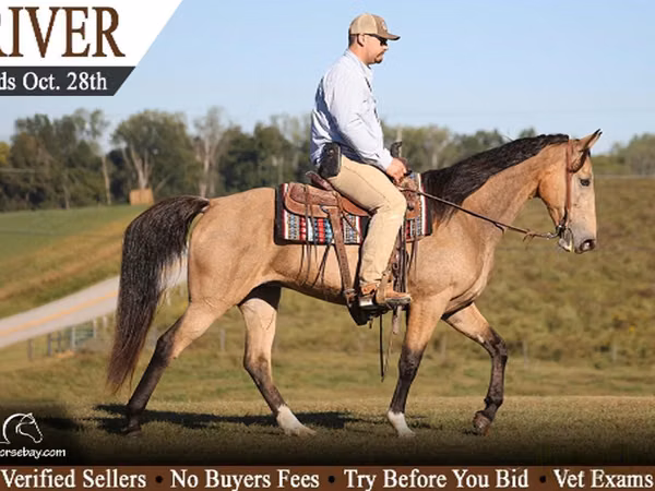 Mare, Tennessee Walking Horse