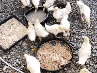 美国北京鸭 — 照片 3