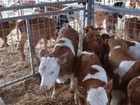 Ng'ombe dume, Simmental cattle — picha 5