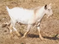 Ri’ dhaddig, Nubian Goat — sawirka 5