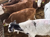 ثور, Simmental cattle — الصورة 4