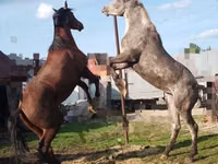 घोड़े (लॉट, लिंग निर्दिष्ट नहीं), Horse breed — फ़ोटो 3