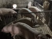 公猪, Pigs — 照片 1