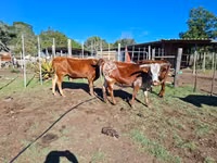 Cow, Nguni cattle — photo 5