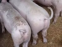 Sow, Pigs — photo 2