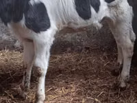 Cow, Russian Black pied cattle — photo 3