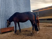 Mare, Arabian horse — photo 3