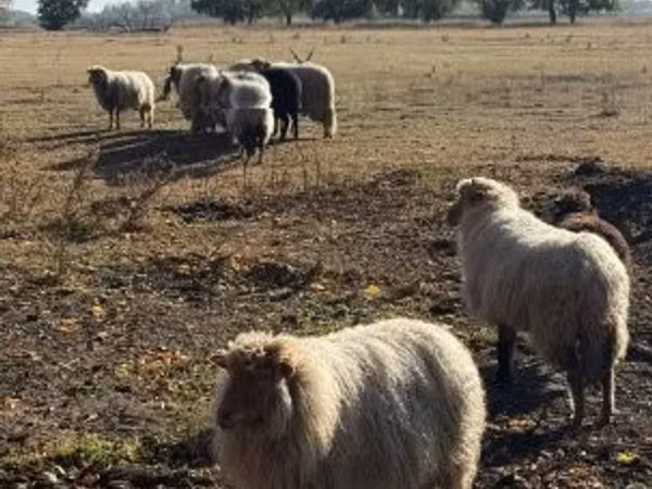 Ram, Racka sheep