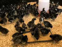 Shamo chickens — photo 8