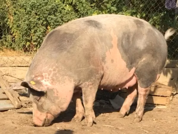 Boar, 