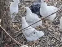 Chickens — 照片 1