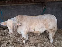 Toro, Charolais cattle — foto 3