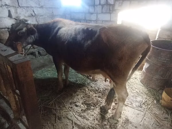 Cow, Cattle