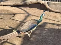 Chickens — फ़ोटो 4