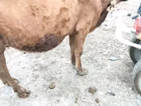 गाय, मवेशी — फ़ोटो 1