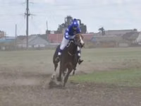 घोड़ा, Manipuri pony — फ़ोटो 4