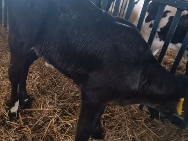 Cow, Limousin cow