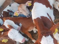 ثور, Simmental cattle — الصورة 2