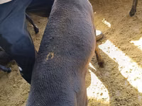 Carnero, Kyrgyz Mountain merino sheep — foto 5