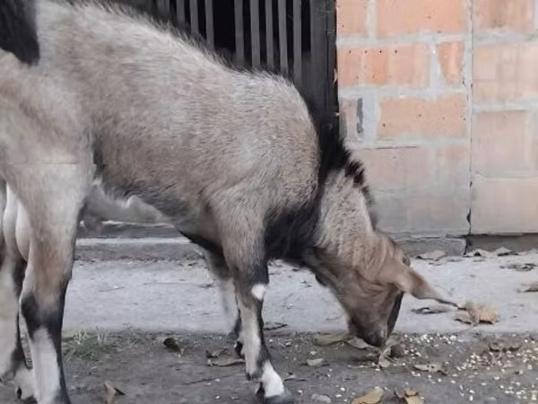 公山羊, Nubian Goat