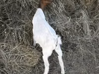 Billy Goat, Nigerian dwarf goats — photo 2