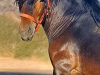 公马, Horses — 照片 1