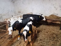 Ng'ombe jike, Russian Black pied cattle — picha 1