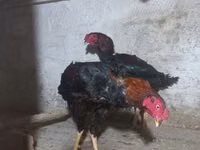 Australian Pit Game fowl — sawirka 6