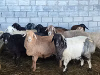 भेड़, Beulah Speckled face sheep — फ़ोटो 1