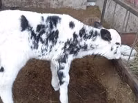 गाय, गोलस्टीन नस्ल — फ़ोटो 1