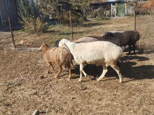 Oveja, Ovejas