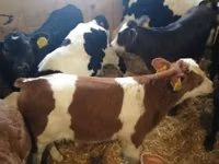 Lo’ (xirmo, jins lama sheegin), Russian Black pied cattle — sawirka 2